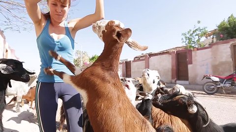 Young lady feeding the herd of goats. Set with five clips