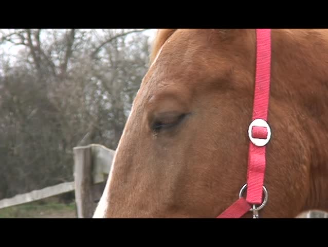 profile of horse
