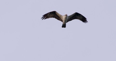 Osprey bird floating above the camera as it hunts for prey.