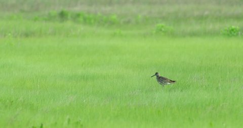 Solitary bird standing in green grass wetlands.
