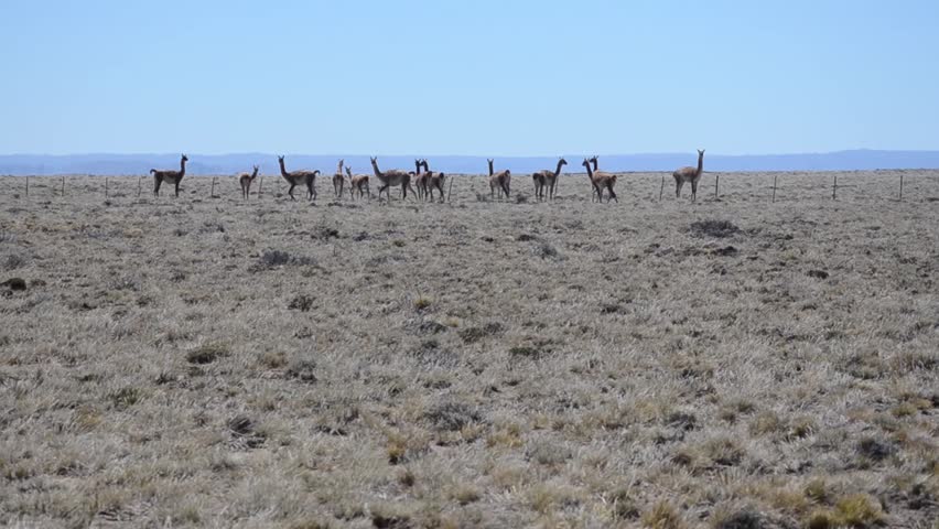 Guanacos in the Patagonia, Route 40 Argentina