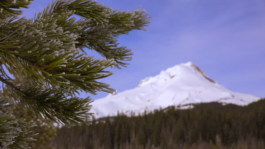 MT. HOOD, OREGON - CIRCA 2015 - Pine trees grow in front of the majestic snow covered peak of Mt. Hood, Oregon.