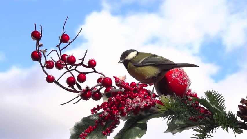 birds hd videos 1080p