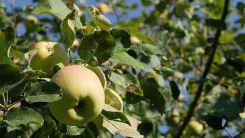 Tree green branches full of juicy apple fruit in front of blue sky 4K 2160p 30fps UHD video - Lot of fresh apples on the tree close-up 4K 3840X2160 UltraHD footage