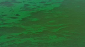 Bright green algal bloom floating on the surface of the water. caused by eutrophication. or polution in the form of Phosphates from fertilizers or chemical detergent. Video 4k