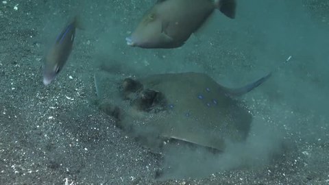 Kuhl's Stingray kicks up clouds of sand while feeding and 2 other fish come to look for food