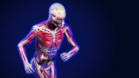 3d dolly shot of an x-ray man running, showing muscles and bones.