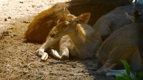 Cute baby deer. laying in the sun against his mother. in his habitat enclosure at a popular petting zoo. 4k video