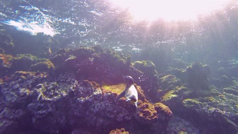 GALAPAGOS ISLANDS, ECUADOR - CIRCA 2015 - Underwater footage of an endemic Galapagos penguin chasing fish at Bartolome on Santiago Island in Galapagos National Park, Ecuador.