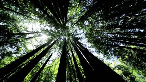 High-angle view looking up to the sky between giant redwood trees in a national park