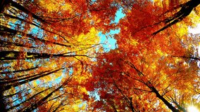 Crown of colorful trees in forest autumn, on a sunny day, Full HD video
