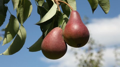 Two pears on a tree 