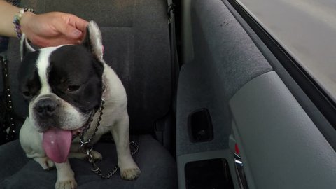 Black and white French Bulldog puppy enjoys owner's friendship and ride in passenger seat. Owner pets his head and dog with long tongue breathing rapidly.