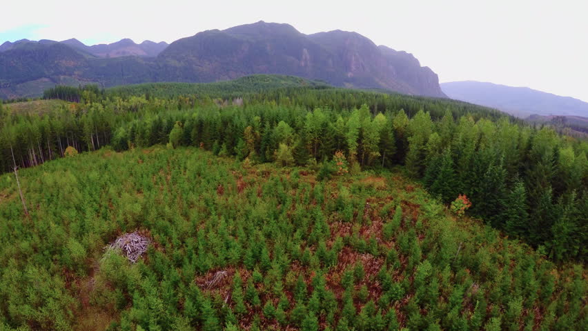Aerial Clear Cut Forest to Mountain Lake in the Pacific Northwest