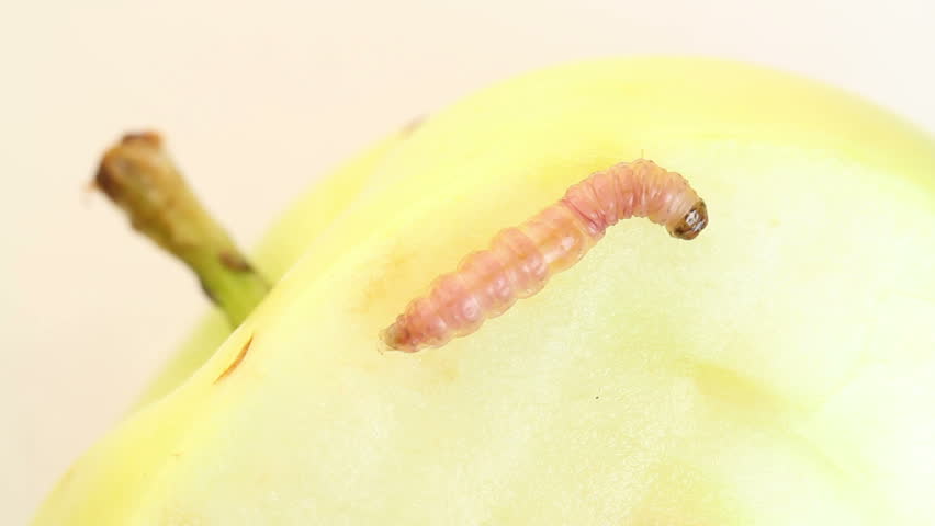 caterpillar crawling on an apple