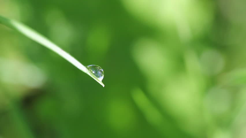 dewdrop on a blade of grass