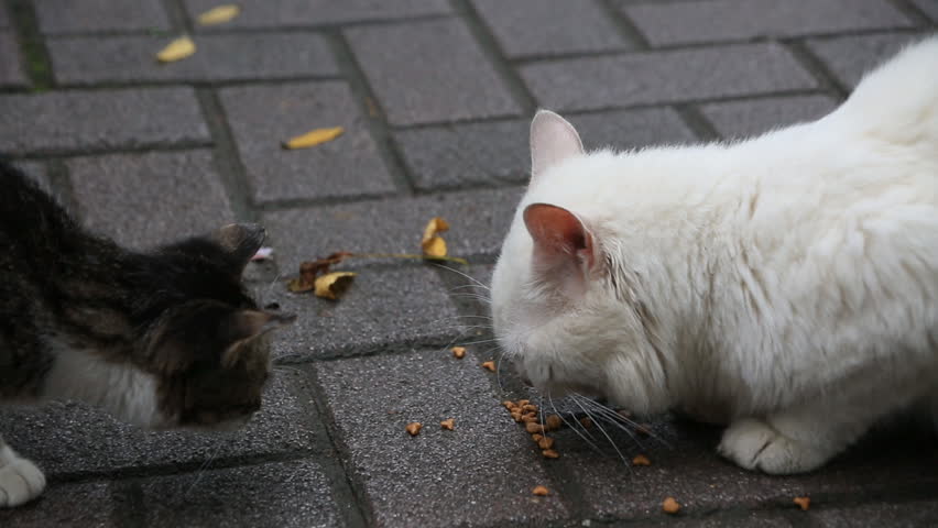 غذای گربه های خیابانی