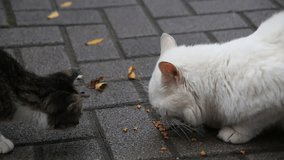 Little cat approaching food to eat on the street being afraid of a white big cat 