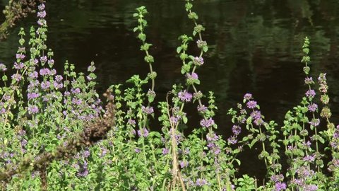 Mentha arvensis or Wild Mint blooming along a ditch + zoom out. Menthol is widely used in dental care as a topical antibacterial agent.