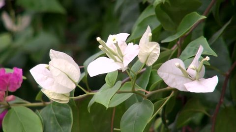 White bougainvillea