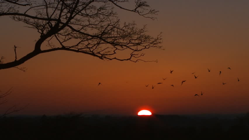 Sunset with CG birds, PAL 25p