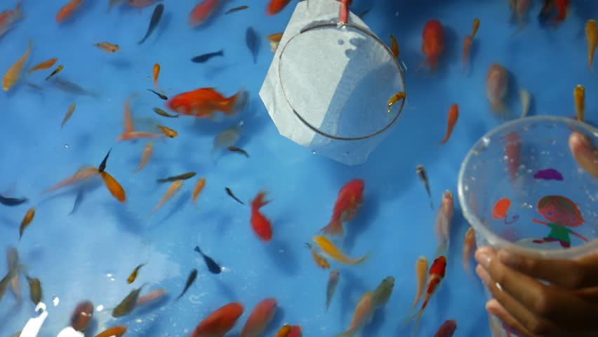 Goldfish Scooping Game That Can Be Stock Footage Video 100 Royalty Free Shutterstock