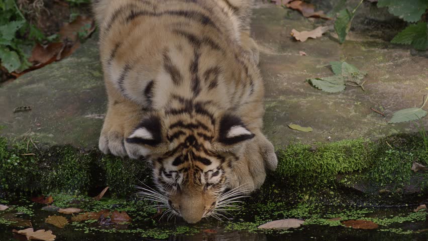 Siberian Tiger Cub, Slow Motion, drinking water