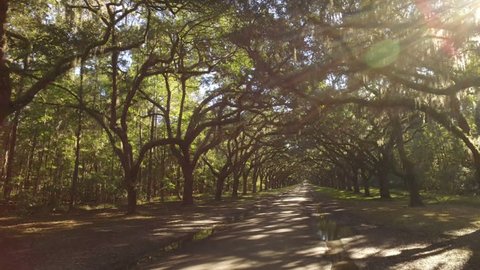 A tracking dolly shot of traveling through the mossy trees on Oak Avenue outside the Wormsloe Historic Site near Savannah, Georgia. 	