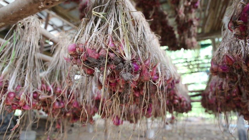 How to store shallots, video HD