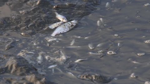 Dying fish in polluted muddy water