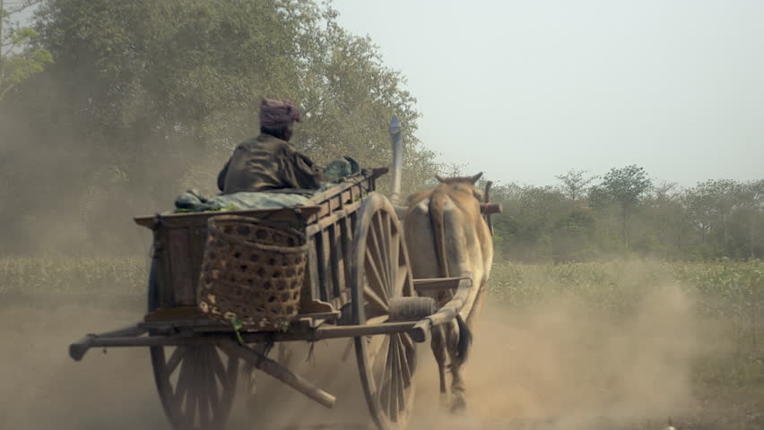 Cambodia- April 2015: farmer driving an oxcart carrying harvested tobacco leaves  on a dusty earth path through tobacco fields
