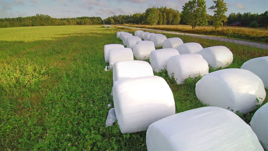 The white rolled haystack on the green field. They are like marshmallows on the field that is so white in color