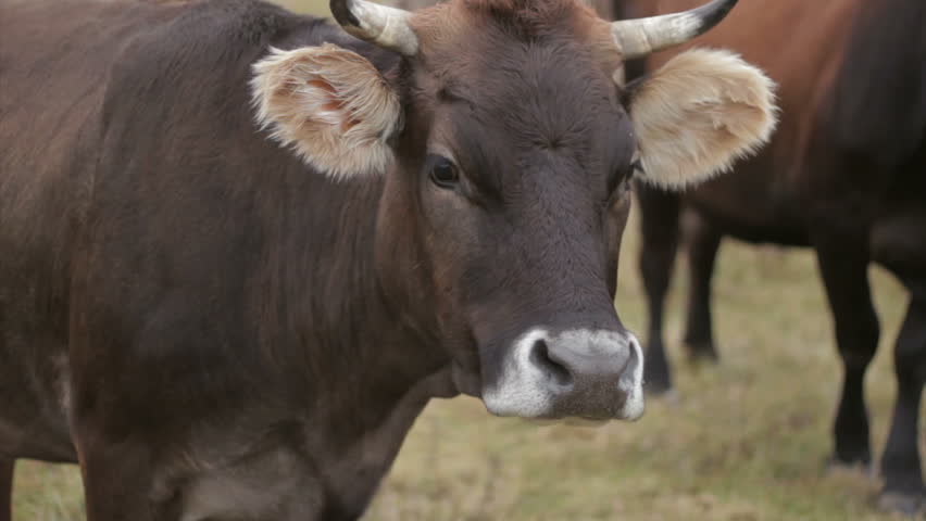 beautiful gray and white cow in the foreground. autumn landscape in the countryside