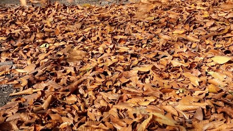 The dry leaves blown with the extreme strong storm wind in the autumn forest.