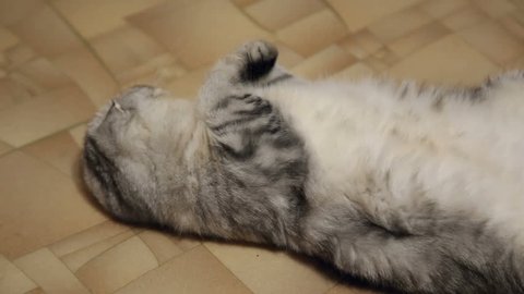 NOVOKUIBISHEVSK, SAMARA REGION/RUSSIA - NOVEMBER 26: The beautiful scottish fold cat lying on his back on the floor on November 26, 2015 in Novokuibishevsk
