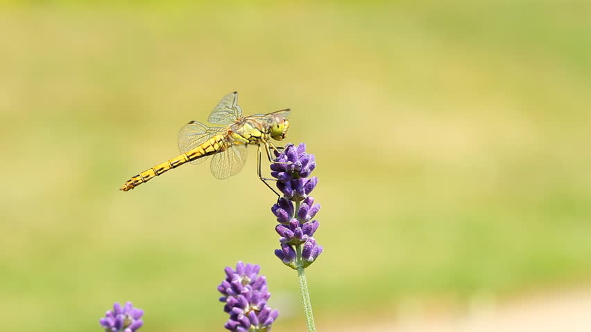dragonfly on lavender