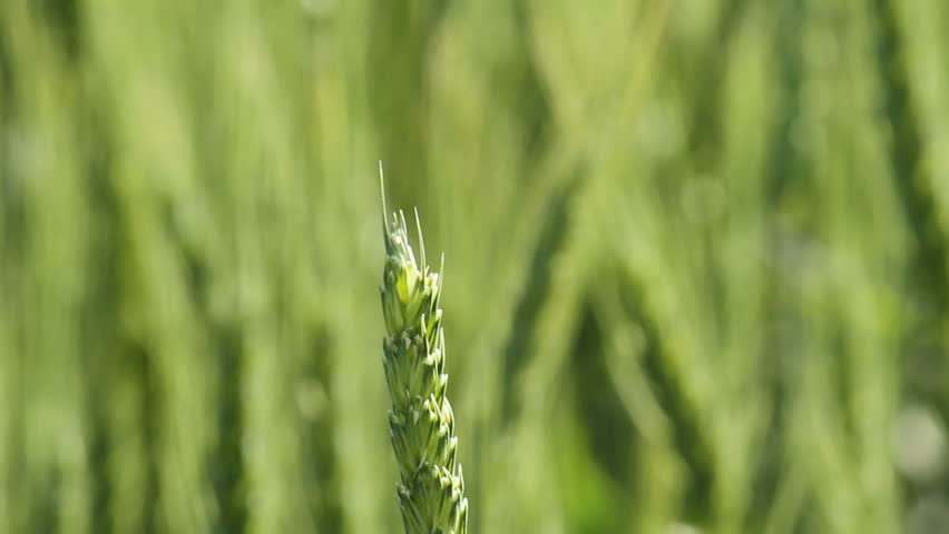 Dragonfly on a wheat stalk