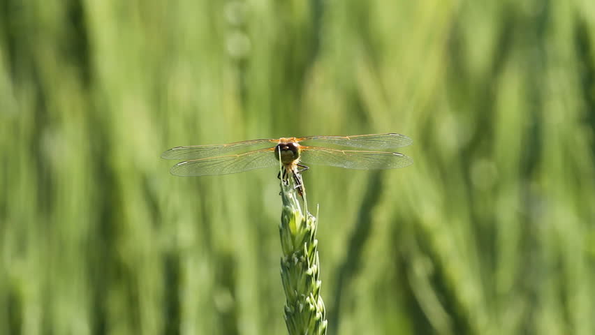 Dragonfly on a wheat stalk
