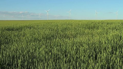 Wind Turbines in grain field