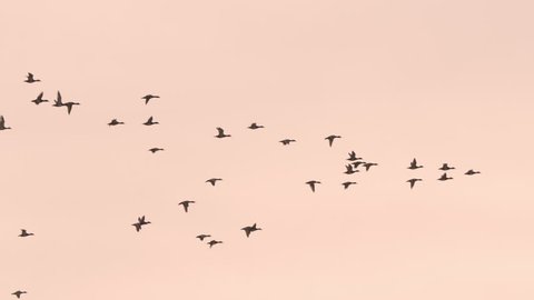 Beautiful flock of geese flying in slow motion at sunset