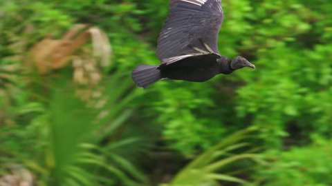 Beautiful shot of black Vulture flying in profile from camera level against green foliage in 240 fps slow motion.  Wings flap and eye blinks