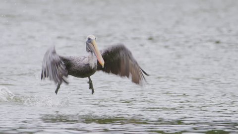 Brown pelican taking off from water towards the camera in 240 fps slow motion