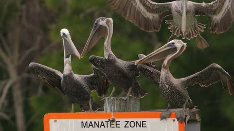 Group of pelicans perched on manatee zone sign in wetlands area as another pelican lands in slow motion