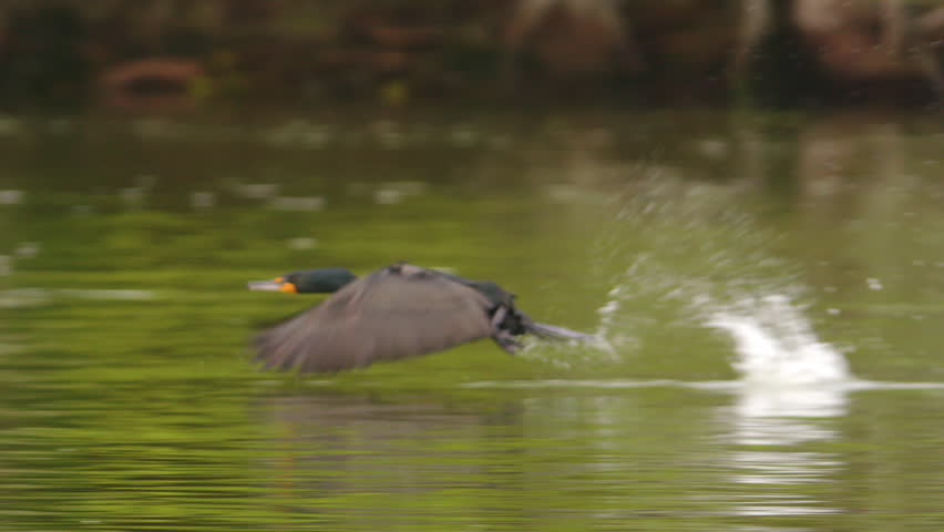 Amazing close-up of Cormorant running across water and flapping its wings as it takes flight in 240 fps slow motion
