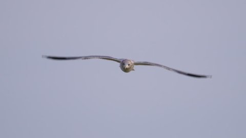 Beautiful shot of seagull flying straight towards camera in 240 fps slow motion, Flings flapping, head turning, and eyes looking around