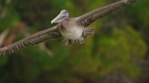 Close-up shot of brown pelican banking away from the camera in slow motion as water drips from his wings