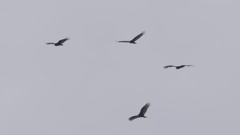 Group of four black turkey vultures flying in slow motion against a gray sky -- circling over death
