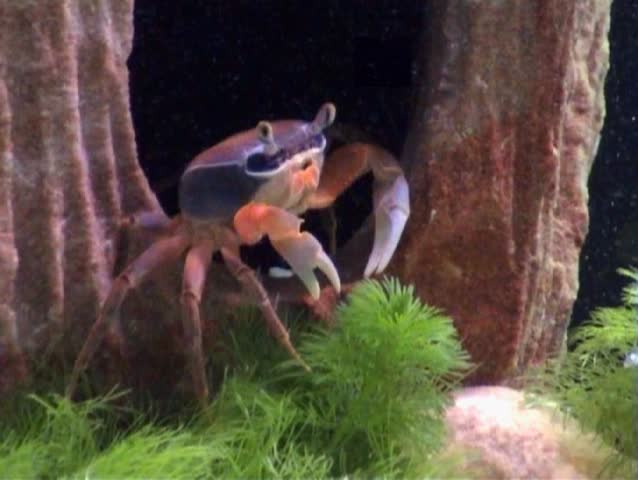 Rainbow crab walking under water