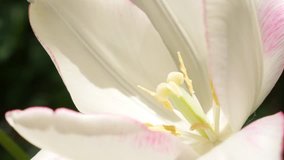 Close-up of white with pink Tulipa Purissima beautiful flower bud on the wind 4K 2160p  30fps UltraHD footage - White Fosteriana tulip petals outdoor lighted 4K 3840X2160 UHD video