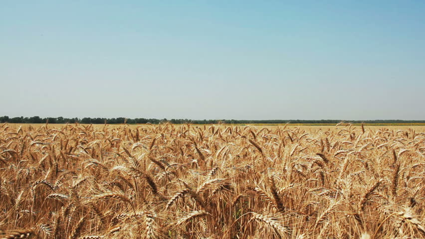 Golden wheat ready to be harvested